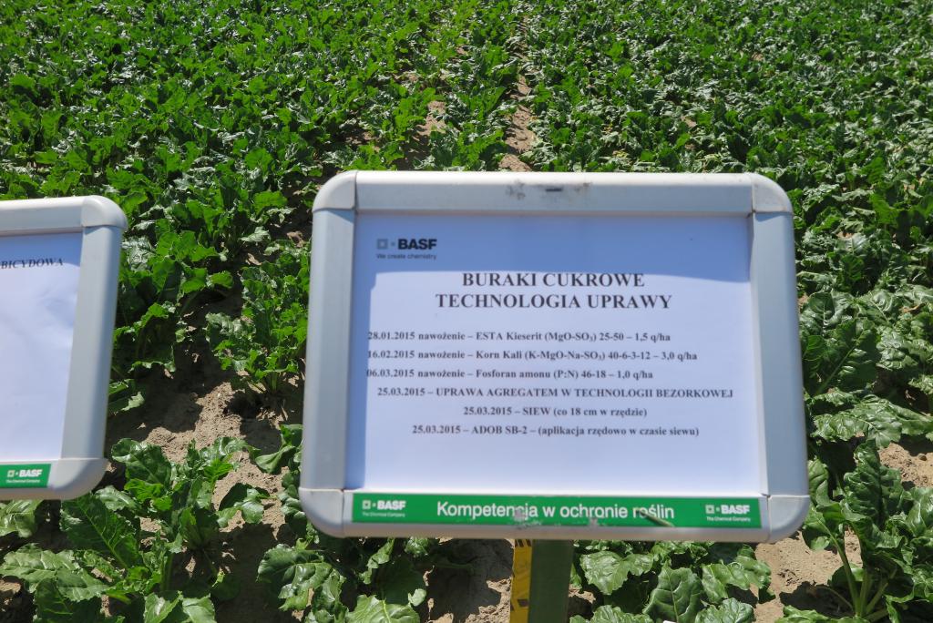 Buraki cukrowe na Centralnych Dniach Pola BASF 2015