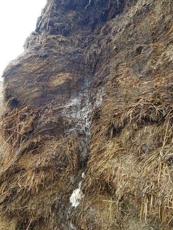 Jak ograniczyć straty w produkcji kiszonek?