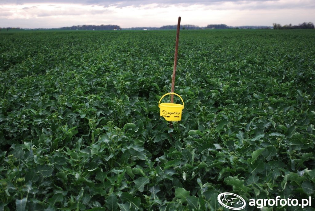 Jak skutecznie walczyć z chowaczami łodygowymi?