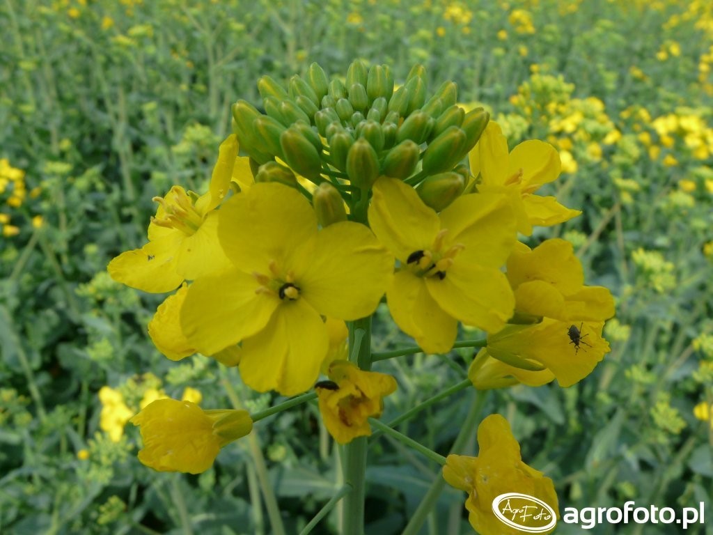 Jak skutecznie walczyć z chowaczami łodygowymi?