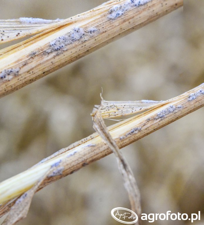 Walka z mączniakiem - jak się do niej przygotować?