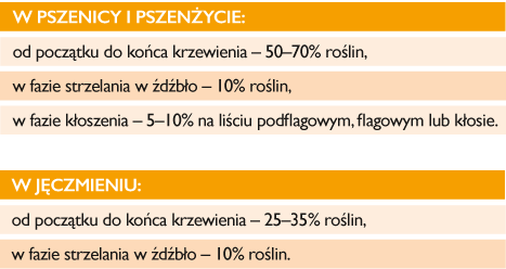Walka z mączniakiem - jak się do niej przygotować?