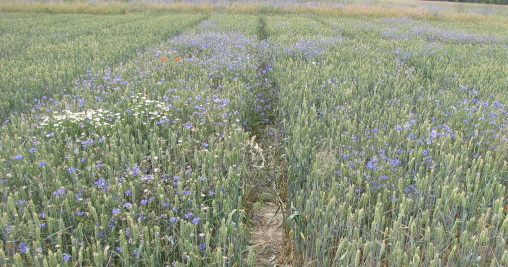 Już czas na zabiegi odchwaszczające z zbożach!
