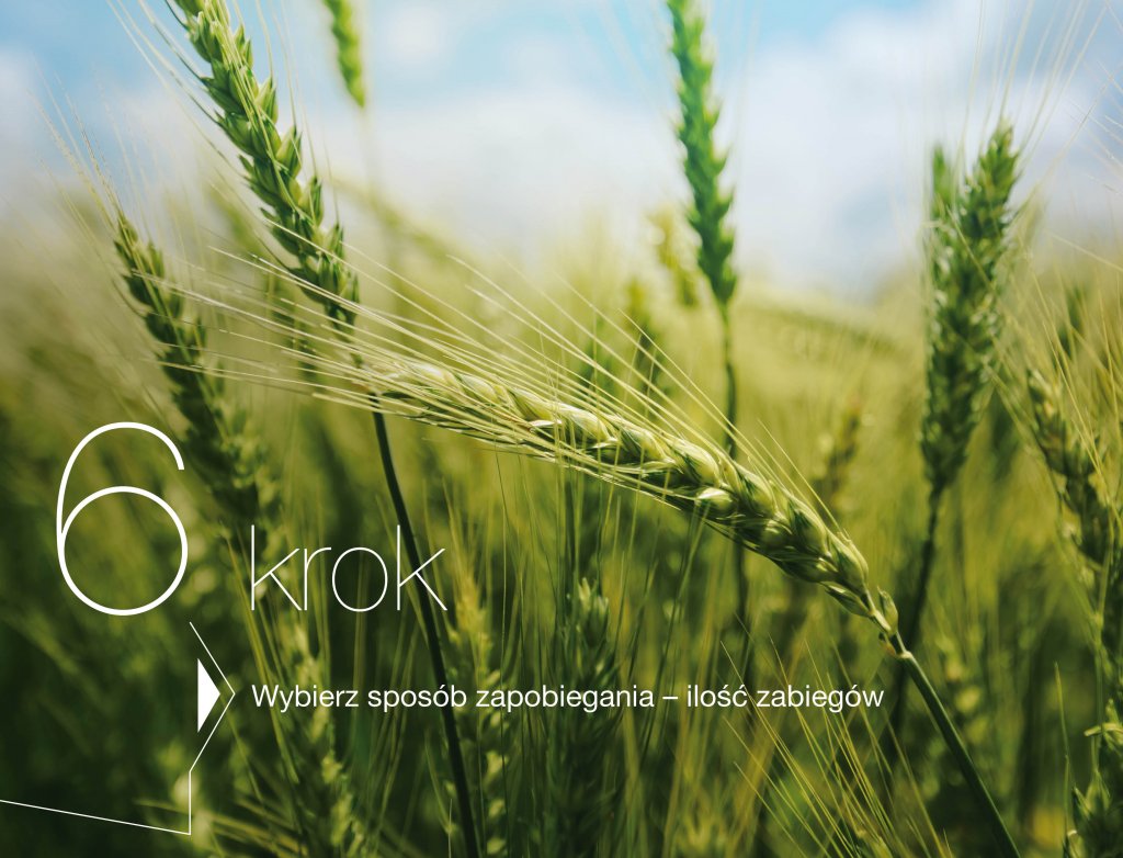 Jak prawidłowo skracać zboża?