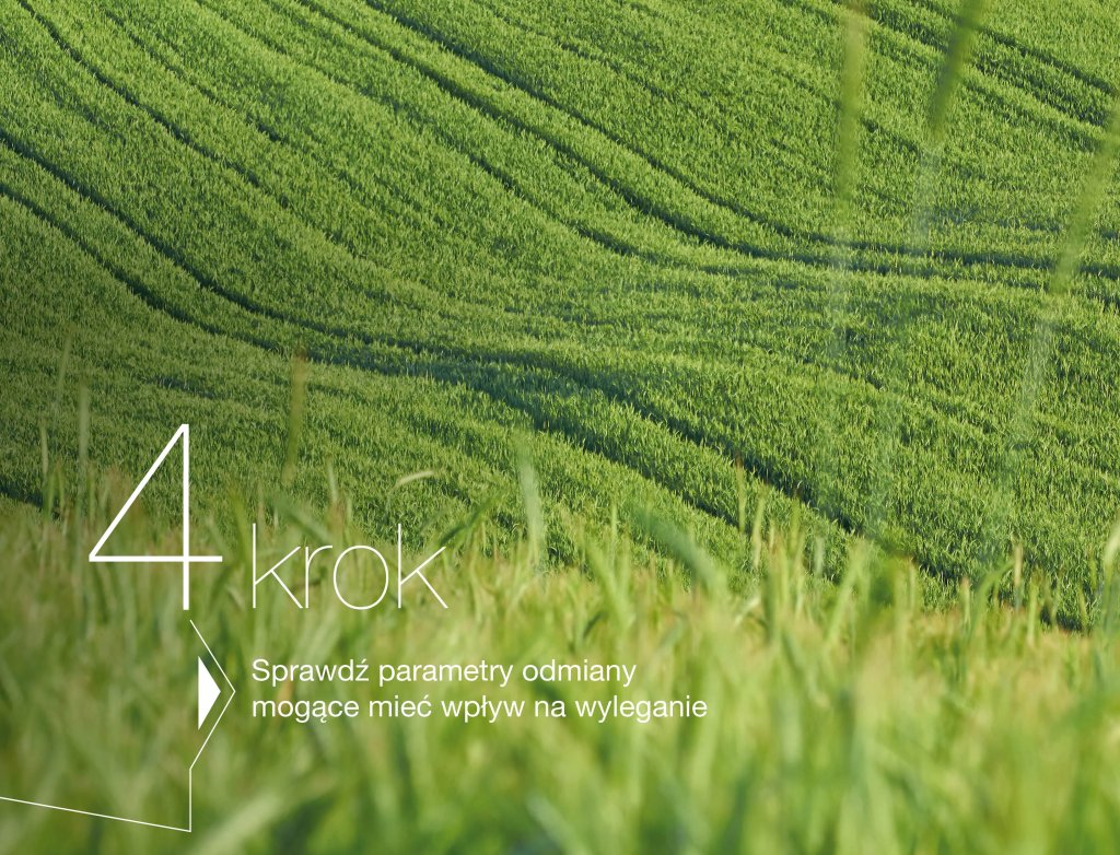 Jak prawidłowo skracać zboża?