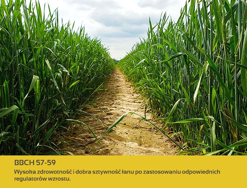 Nasiona pszenicy pod lupą. KALMAN