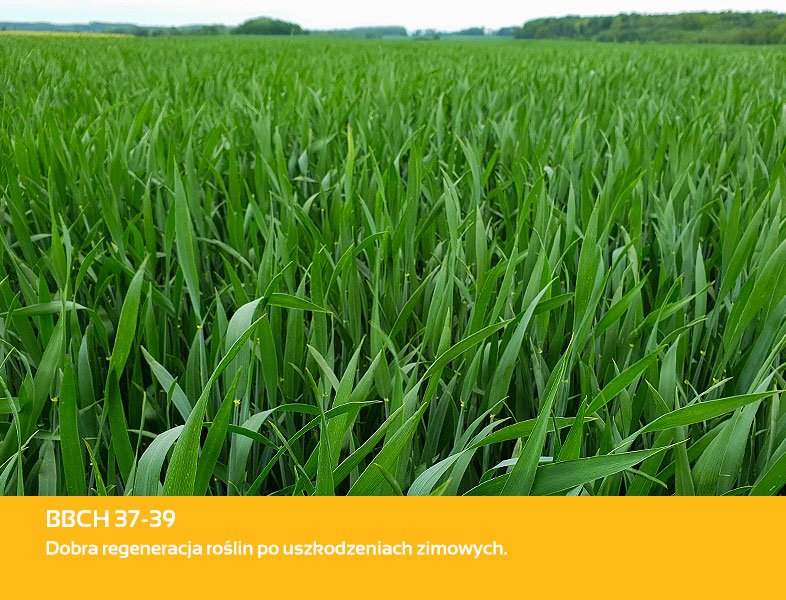 Nasiona pszenicy pod lupą. ROTAX