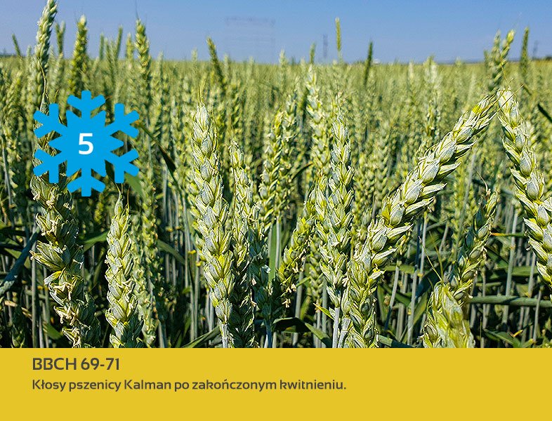 Nasiona pszenicy pod lupą. KALMAN