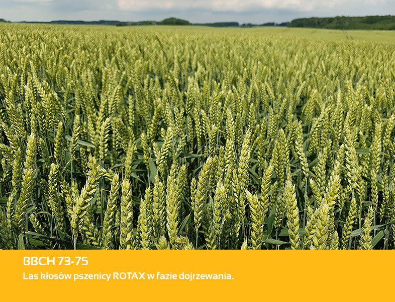 Nasiona pszenicy pod lupą. ROTAX