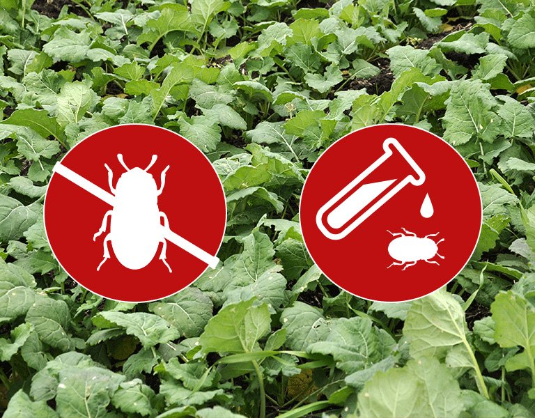 Podwójny cios w jesienne szkodniki rzepaku