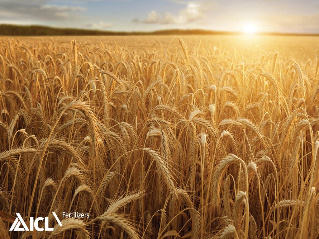 5 kluczowych składników pokarmowych w 1 jednej granulce nawozu