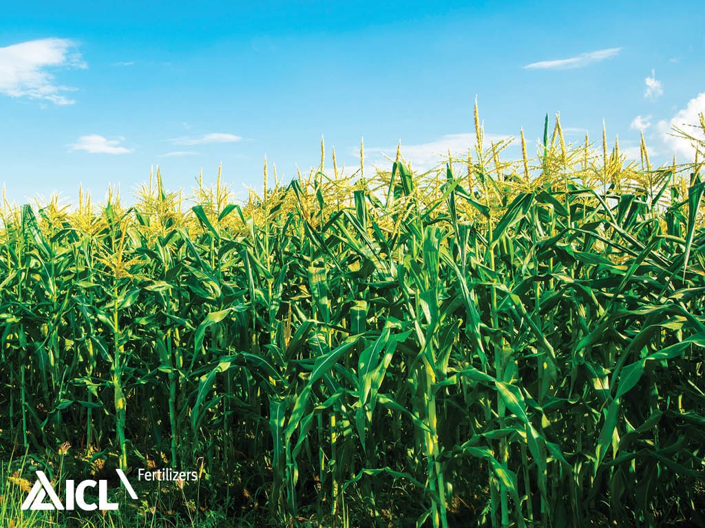 5 kluczowych składników pokarmowych w 1 jednej granulce nawozu