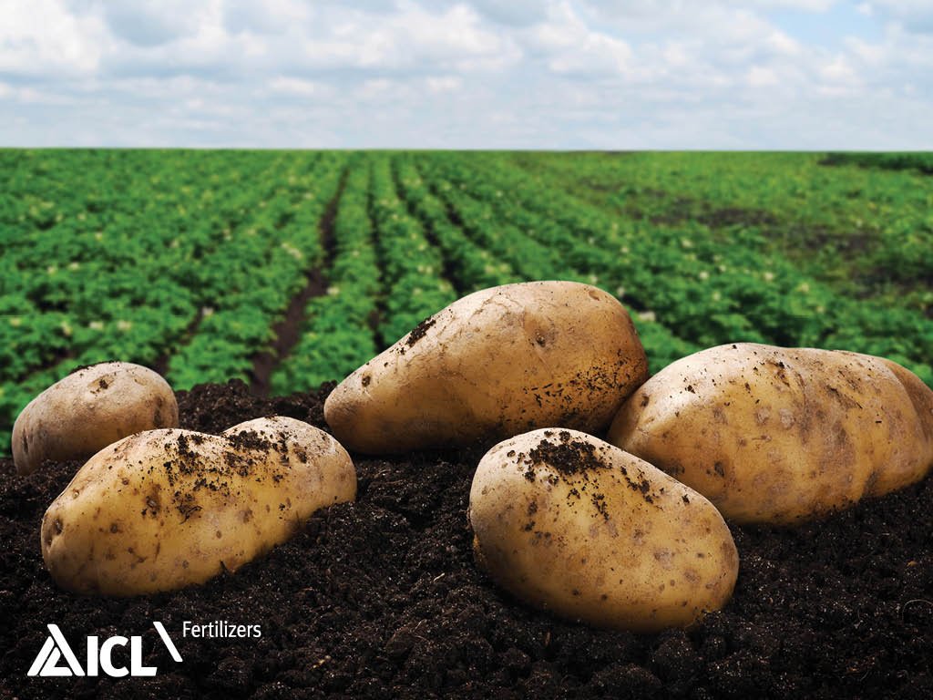 5 kluczowych składników pokarmowych w 1 jednej granulce nawozu