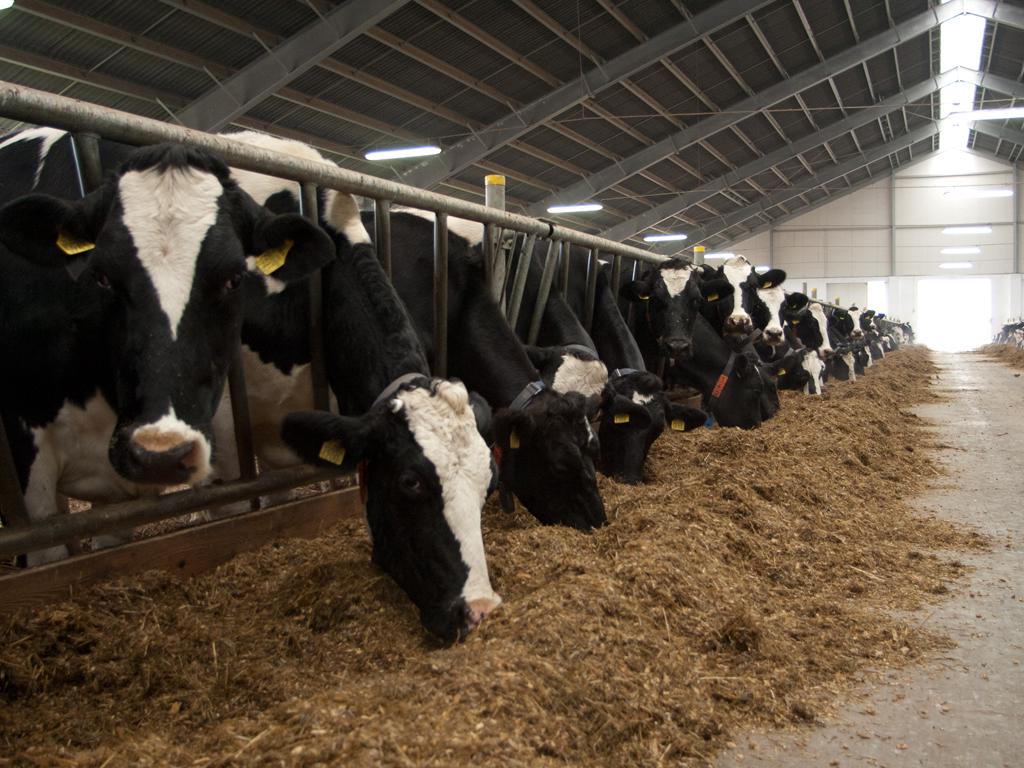 Modernizacja gospodarstw rolnych producentów trzody chlewnej i bydła mlecznego