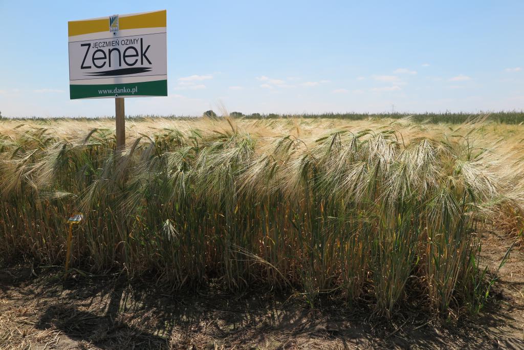 Specjaliści BASF o jęczmieniu ozimym