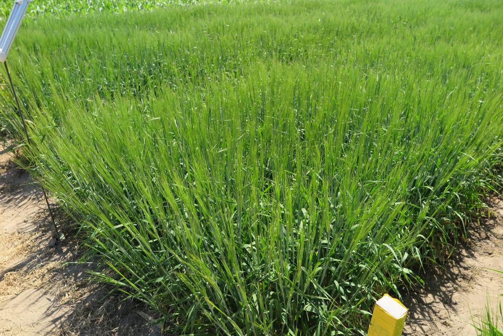 Jakie preparaty w uprawie jęczmienia jarego stosuje BASF?