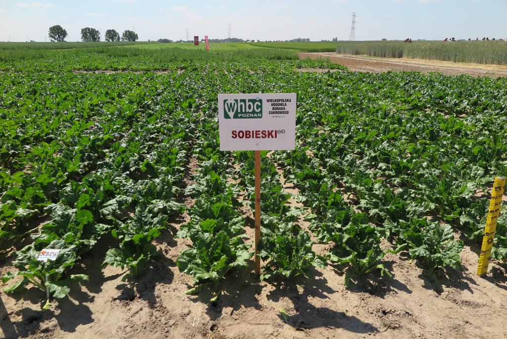 Buraki cukrowe na Centralnych Dniach Pola BASF 2015