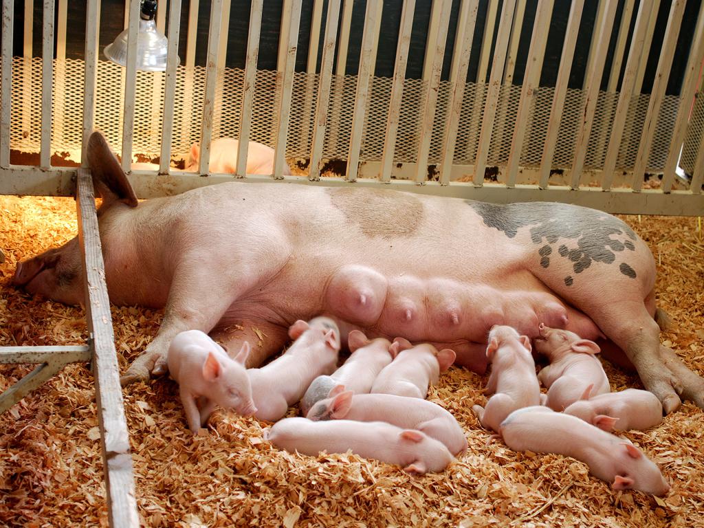 Dofinansowania do zakupu maszyn w ramach PROW 2014–2020