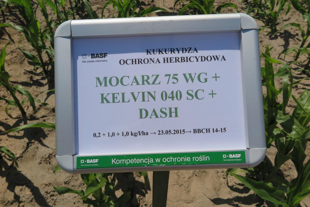 BASF i kukurydza w Jarosławcu