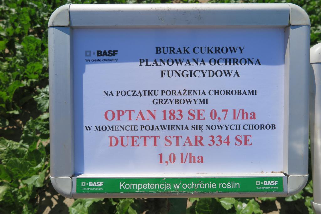 Buraki cukrowe na Centralnych Dniach Pola BASF 2015