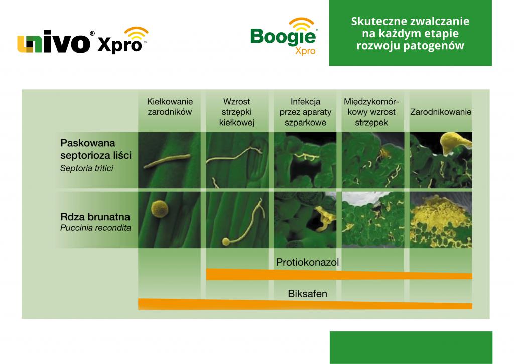 Jak chronić pszenicę, jęczmień, żyto?