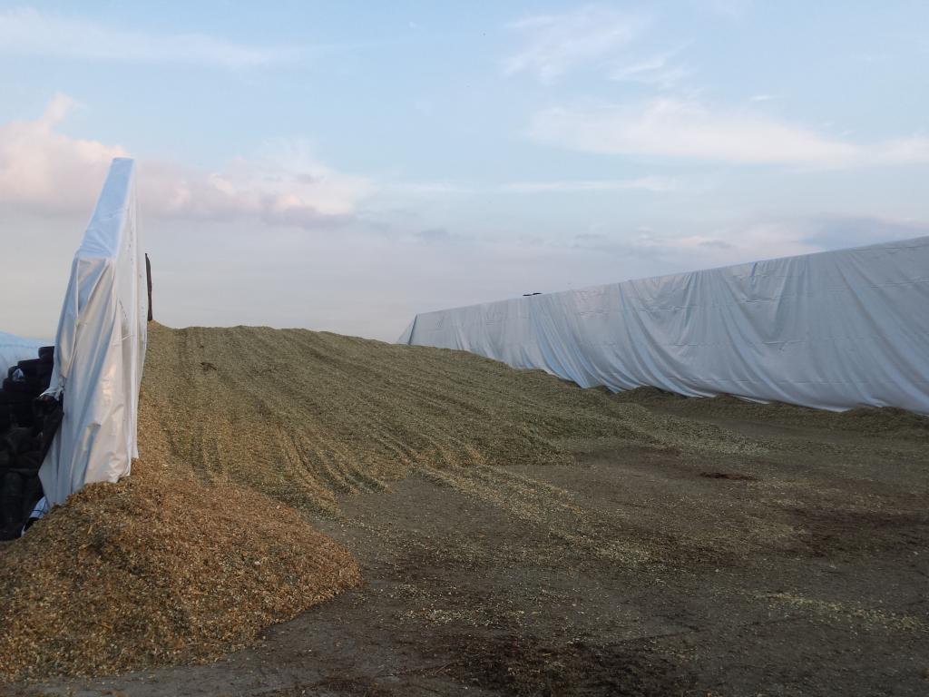 Jak uniknąć strat przy przygotowywaniu kiszonki?