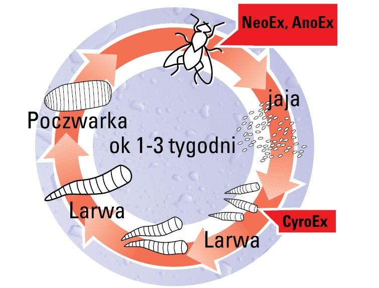 Jak skutecznie walczyć z muchami?