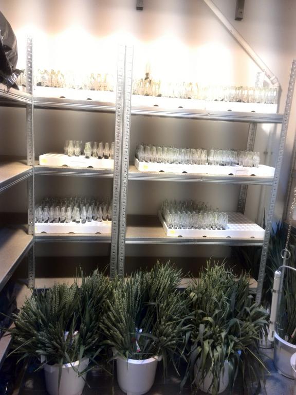 Strzeleckie Dni Pola