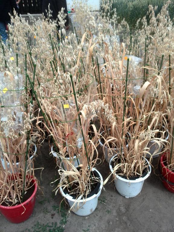 Strzeleckie Dni Pola